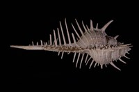 藏品(維納斯骨螺)的圖片